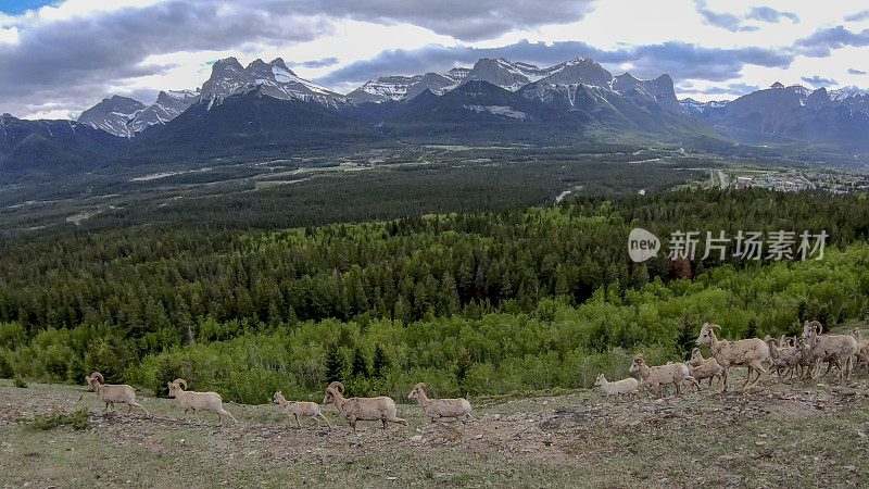 落基山大角羊(Ovis canada)风景